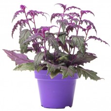 Gynura Purple Passion - 10-20cm (Incl. Pot)